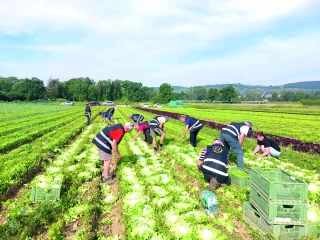 Solaal Aura : des dons en hausse, mais un modèle à consolider