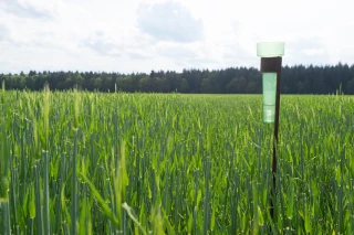Comment piloter l’irrigation du blé face au stress hydrique dans la Loire ?