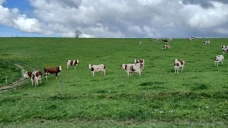 Dans la Loire, comment adapter le pâturage face à une forte pousse au printemps ? 