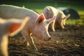 DNC, fièvre aphteuse, PPA : les éleveurs appelés à renforcer la biosécurité face aux risques
