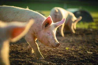 DNC, fièvre aphteuse, PPA : les éleveurs appelés à renforcer la biosécurité face aux risques