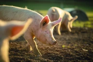 DNC, fièvre aphteuse, PPA : les éleveurs appelés à renforcer la biosécurité face aux risques
