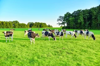 Tuberculose :  des indemnisations revues à la hausse