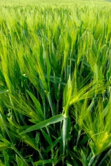 Céréales : des besoins en eau en baisse, irrigation inutile en fin de semaine dans la Loire