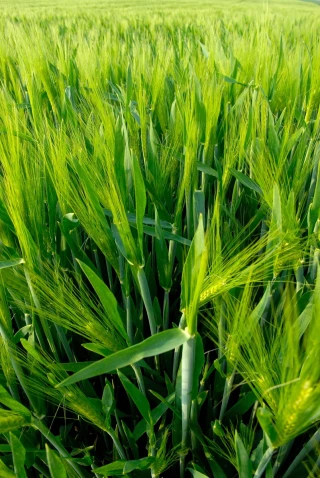 Céréales : des besoins en eau en baisse, irrigation inutile en fin de semaine dans la Loire