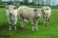 Bovin viande : rentabilité, revenus et endettement des exploitations en France