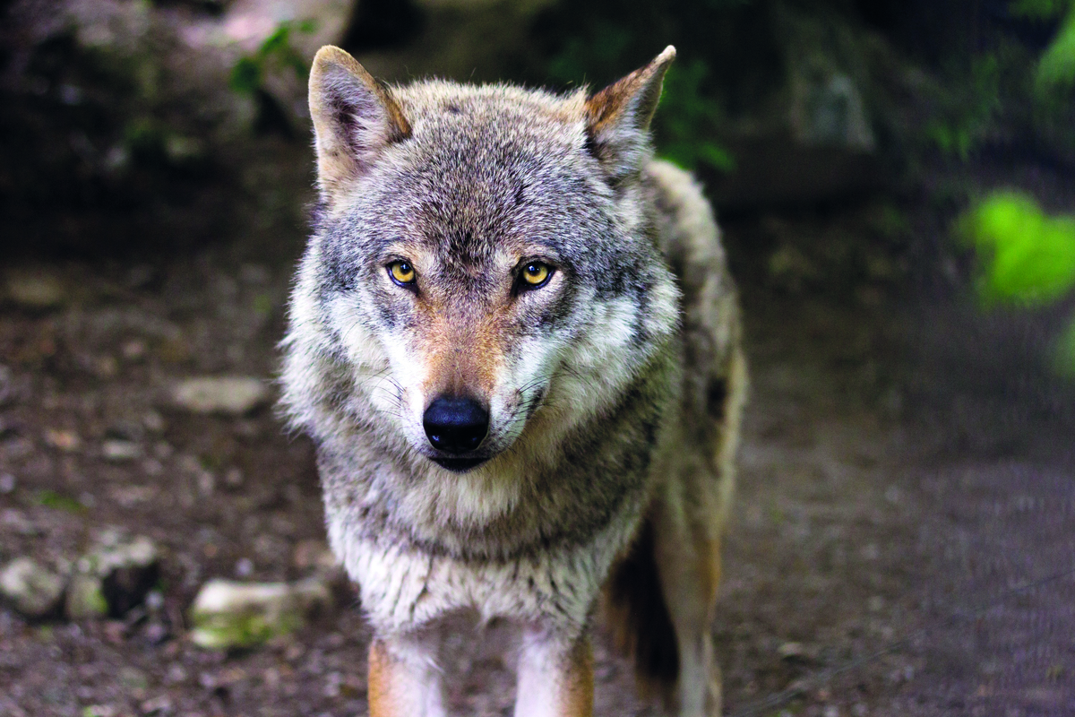 « On va droit vers un nouvel échec du Plan loup » alertent les syndicats agricoles