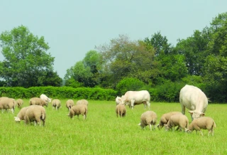 Pâturage mixte ovins-bovins : une solution pour mieux valoriser l’herbe