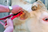 Réforme sanitaire animal : accélération des Assises et nouvelles ordonnances pour l’élevage en France