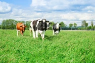 La croissance des prairies permanentes est-elle en train de plafonner dans la Loire ?