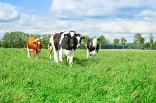 La croissance des prairies permanentes est-elle en train de plafonner dans la Loire ?
