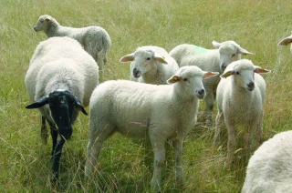 Aïd el-Kébir : achat du mouton, transport, abattage… Quelles sont les règles à respecter dans la Loire ?