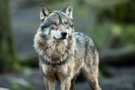 Loup dans la Loire : une réunion le 26 mai pour répondre aux inquiétudes des éleveurs