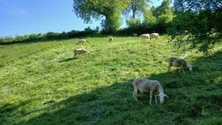 La chaleur fait ralentir la pousse de l’herbe