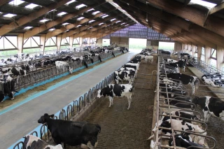 Le bâtiment, levier de longévité des vaches