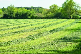 Les deuxièmes et troisièmes coupes d’herbe à prévoir