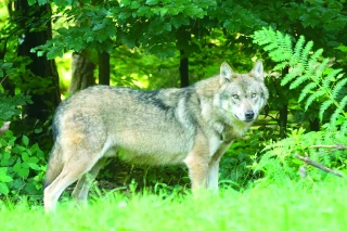Loup : les députés facilitent encore les tirs