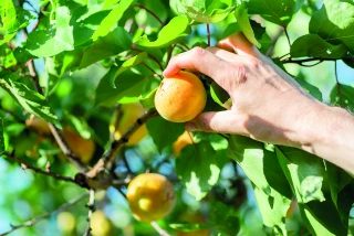 Arboriculture  et maraîchage,  un duo gagnant