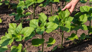 Irrigation du tournesol : avant ou après la floraison