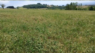 Les prairies se mettent en repos végétatif estival