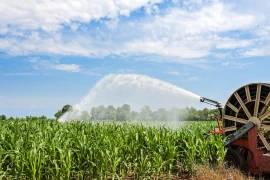 Concentrer l’irrigation sur le maïs