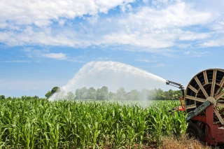 Concentrer l’irrigation sur le maïs
