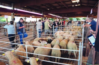 Cadran brionnais :  le marché de moutons bien installé !