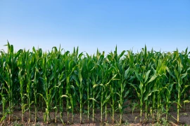Sécheresse : comment adapter l'irrigation du maïs et du soja dans la Loire ?