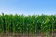 Sécheresse : comment adapter l'irrigation du maïs et du soja dans la Loire ?