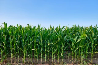 Sécheresse : comment adapter l'irrigation du maïs et du soja dans la Loire ?