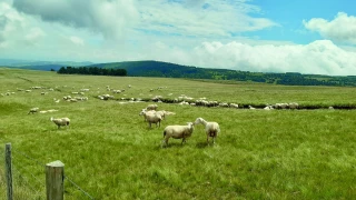 Dans les Hautes-Chaumes : l'estive de Garnier préserve élevage et biodiversité depuis 70 ans 