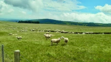 Dans les Hautes-Chaumes : l'estive de Garnier préserve élevage et biodiversité depuis 70 ans 