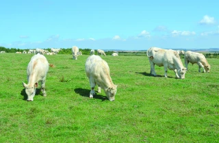 Conjoncture, Mercosur, DNC : quelles sont les priorités de la filière bovine dans la Loire ?