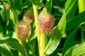 Sensibilité au stress hydrique autour de la floraison femelle du maïs