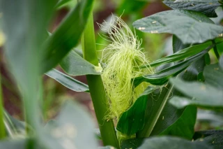 Maïs, tournesol : comment adapter l'irrigation après les pluies dans la Loire ?