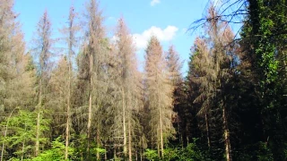 La mortalité naturelle des arbres explose en France depuis 2015