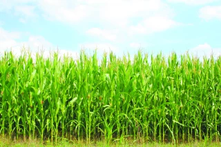 Comment apprécier la valeur au champ d’un maïs ensilage ?