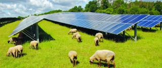 Appels d'offres photovoltaïques :  les craintes  du monde agricole