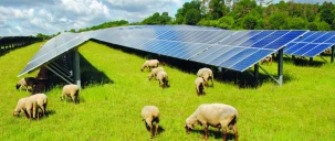 Appels d'offres photovoltaïques :  les craintes  du monde agricole