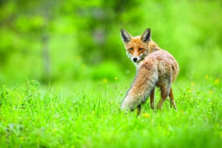 Comment déclarer les dégâts de la faune sauvage dans la Loire ? 