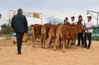 Les éleveurs limousins donnent rendez-vous le 30 août dans la Loire