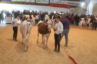 Les jeunes présentateurs seront à l’œuvre pour le concours de génisses laitières