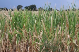 Sècheresse : « Les agriculteurs attendent des actes »