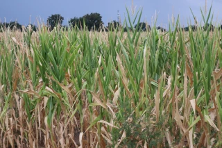 Sècheresse : « Les agriculteurs attendent des actes »