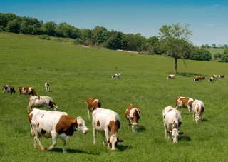 La filière laitière biologique a rendez-vous le 15 septembre