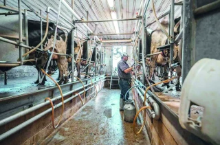 Les collectes de lait décrochent