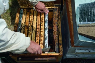 Floraisons en berne, colonies sous pression