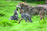 Des louveteaux nés dans le Pilat inquiètent les éleveurs de la Loire 