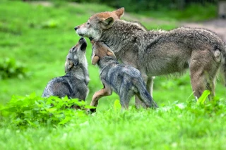 Des louveteaux nés dans le Pilat inquiètent les éleveurs de la Loire 