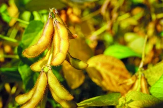 Maïs, soja, tournesol : quand arrêter d’irriguer ?
